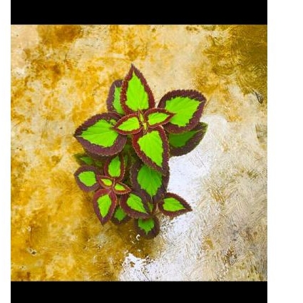 TANAMAN MIANA BOLU PANDAN