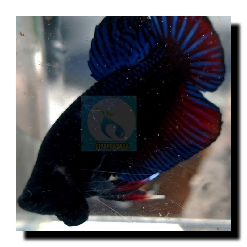 Katong / Bagan / aduan