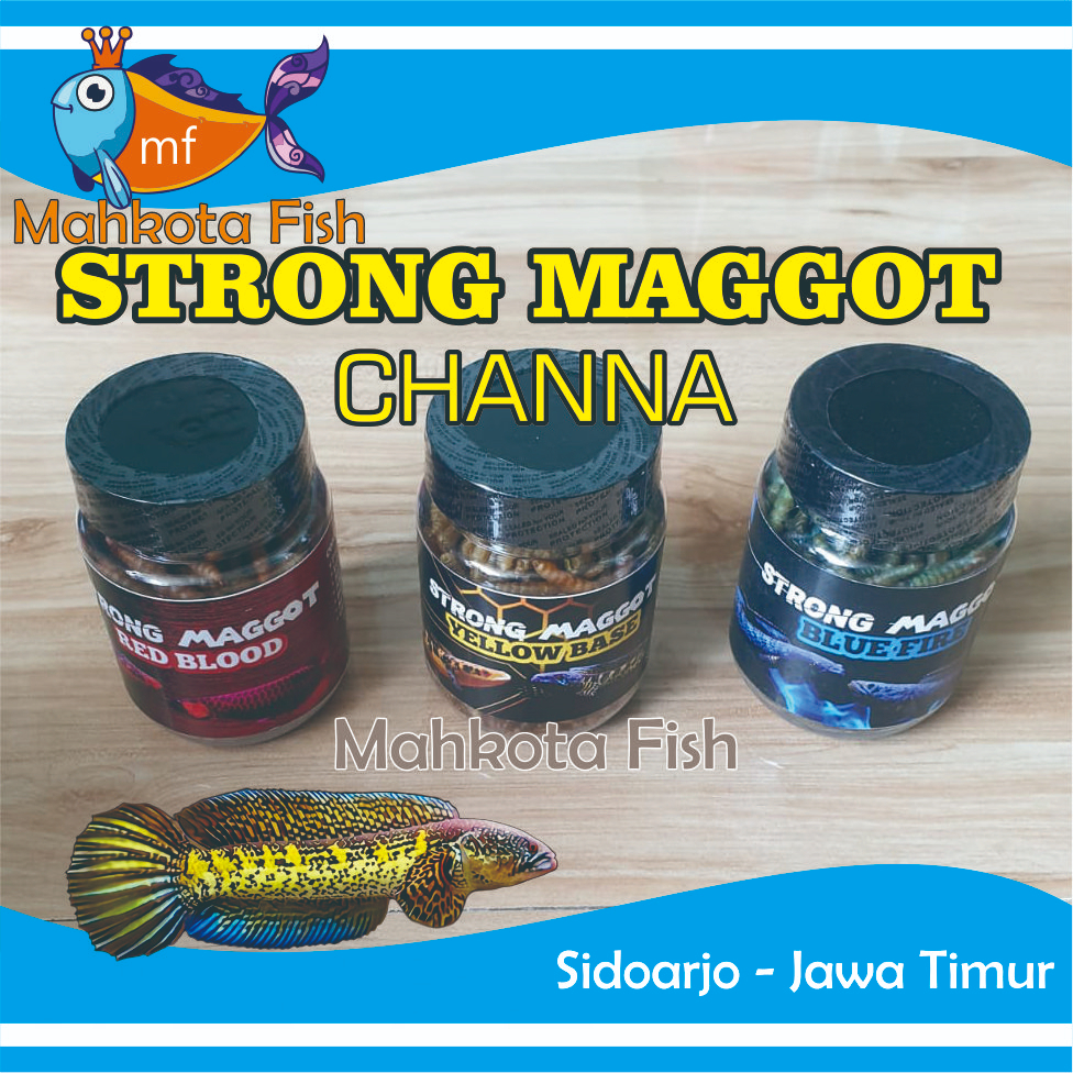 STRONG MAGGOT Chana | Pelet Ikan Chana MAGGOT BSF | MAGOT BSF | Pakan Warna Chana | Pakan Warna Cana | Cana | Channa | Pakan Predator