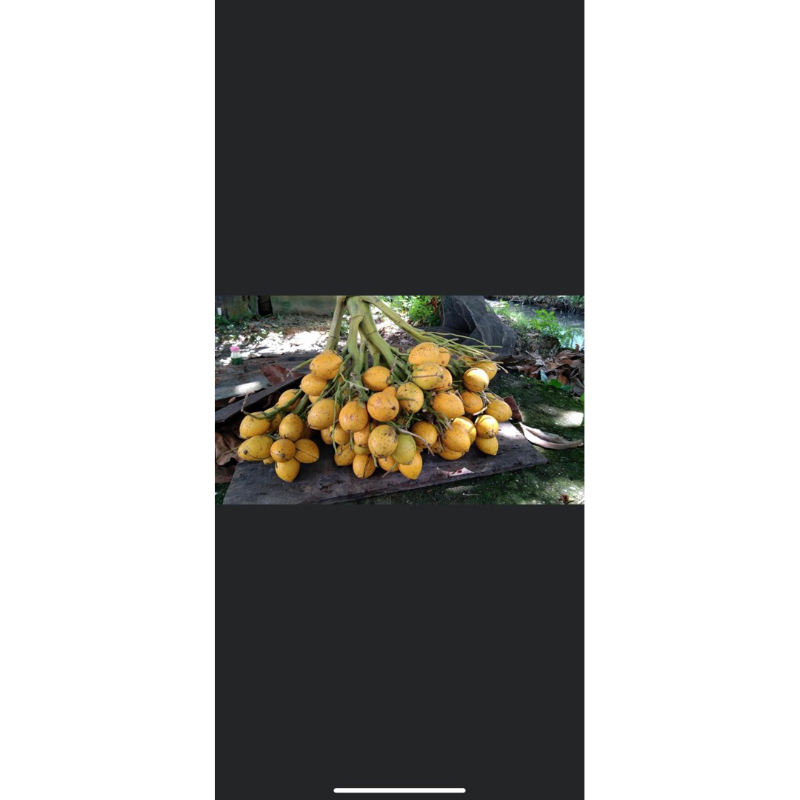 pinang pandan wangi GENJAH min 10 batang