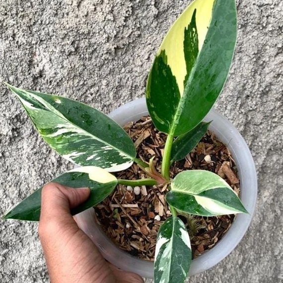 *Promo* Philodendron Green Congo Marbel Varigata