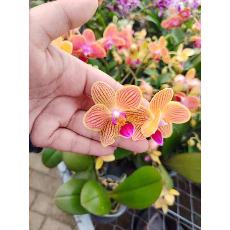 Anggrek Bulan Mini knop mekar