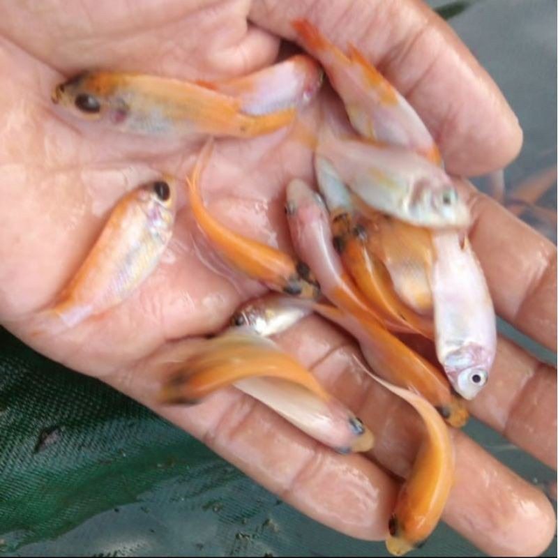 bibit ikan nila merah