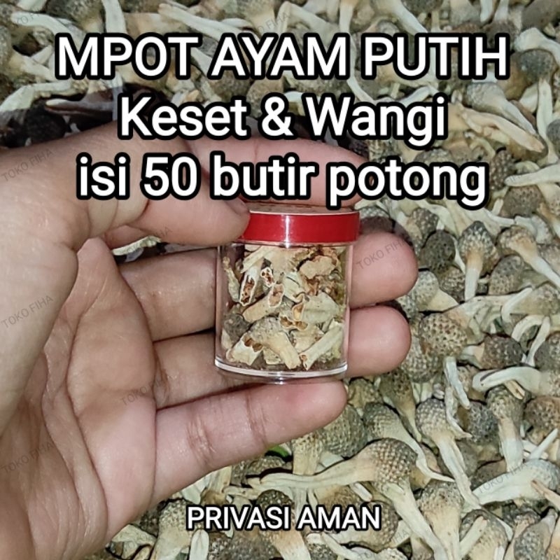 

MPOT AYAM PUTIH | Keset & Wangi | MPOT PUTIH ALBINO - isi 50 potongan