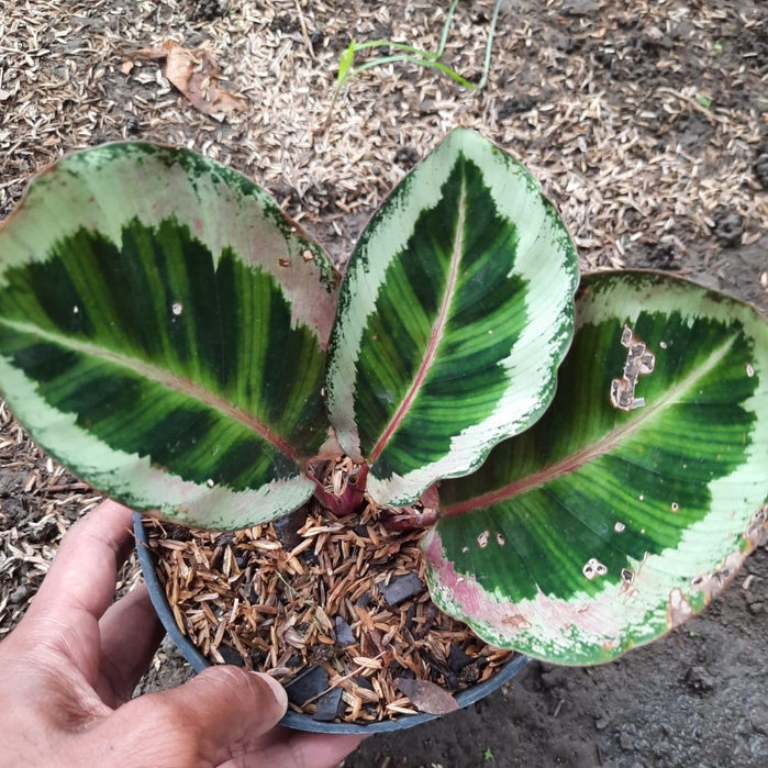 ( BISA COD ) Bunga calathea angela / tanaman calathea angela/ tanaman hias calathea angela/ tanaman 