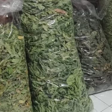 

TERBAIK JAMU DAUN BELIMBING WULUH KERING 250 GRAM