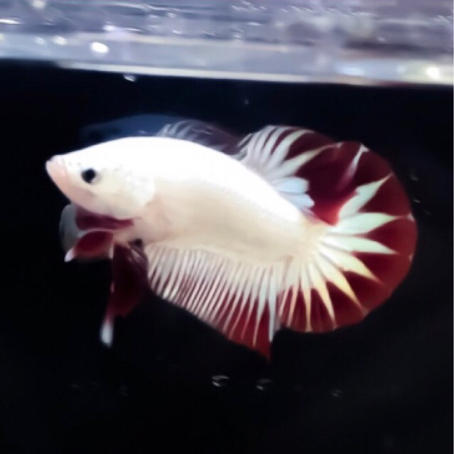 Ikan Cupang Red Dragon Snow Premium Qualified Grade A