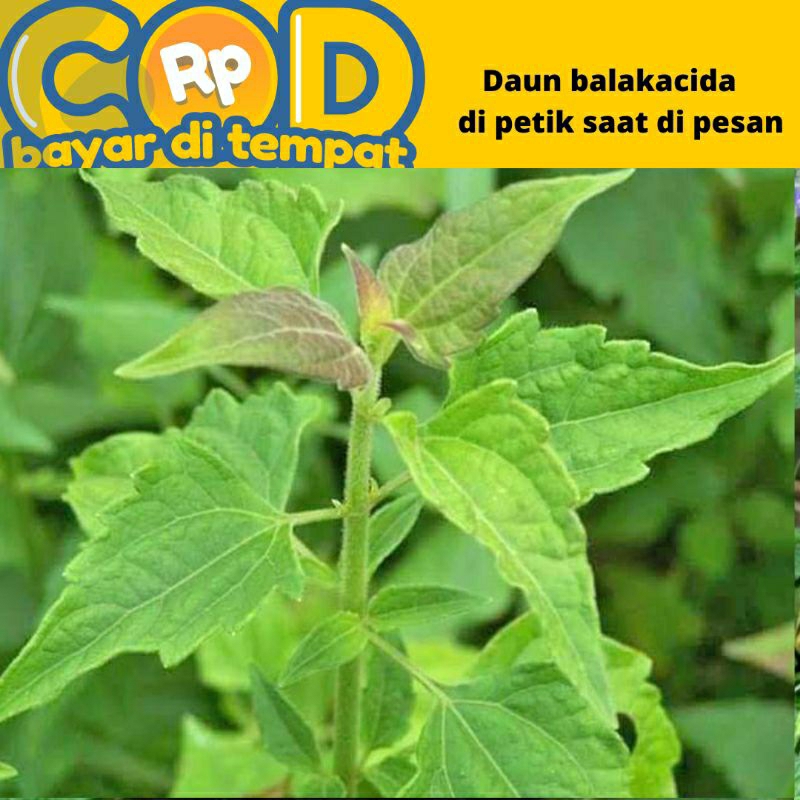 

daun balakacida segar dipetik saat di pesan perlembar