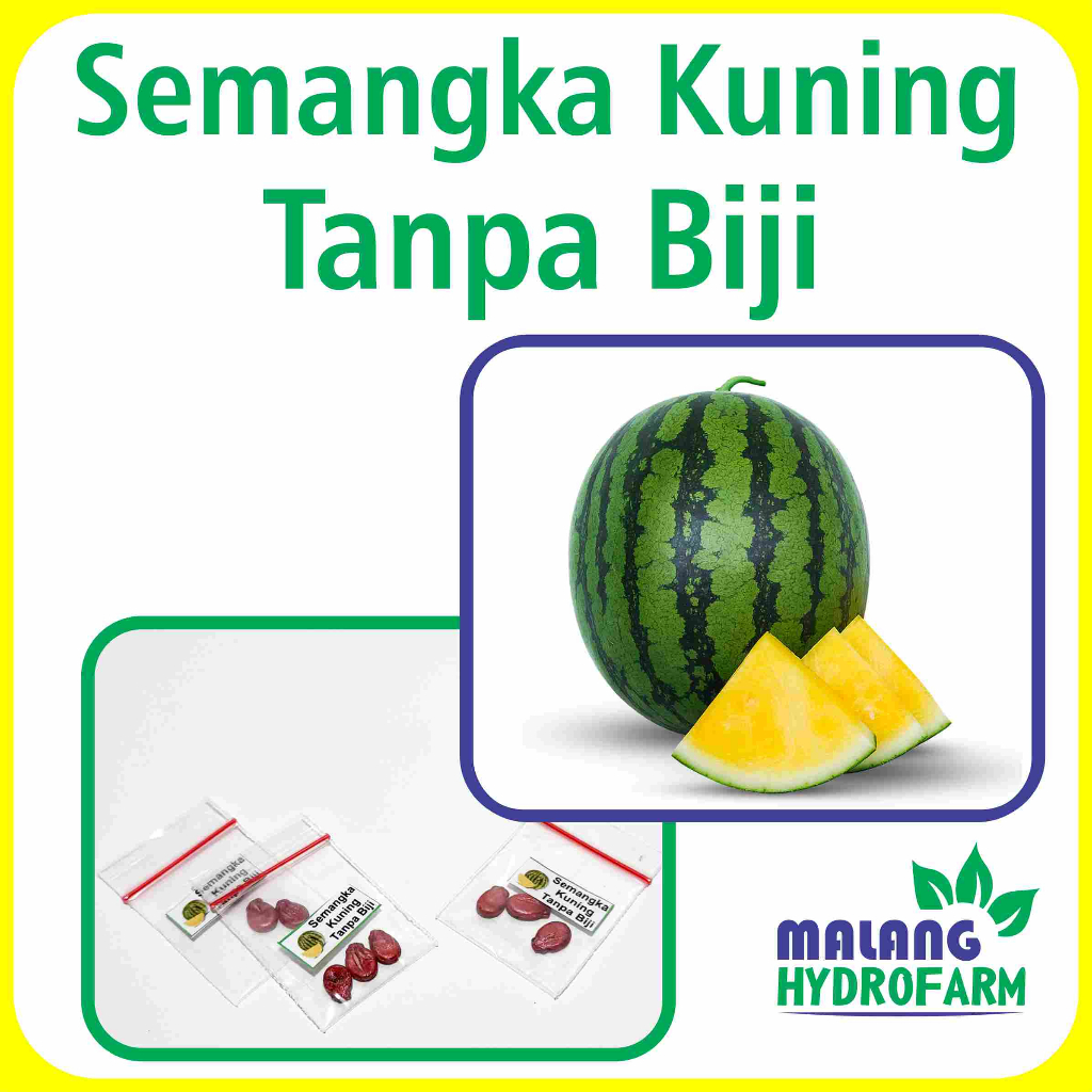 Benih Semangka Kuning Tanpa Biji Unggulan Berkualitas biji bibit repack non lurik bulat merah hydrop
