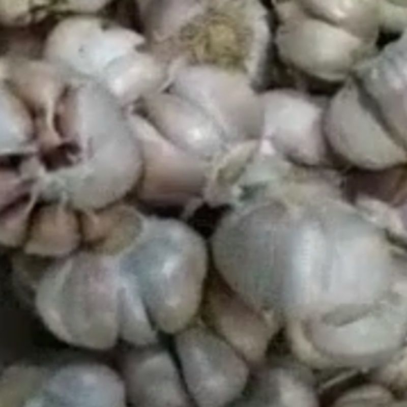 

Bawang putih