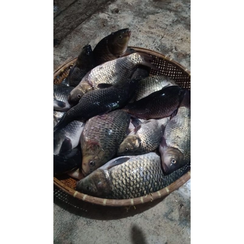 ESSEN IKAN MAS ESSENCE IKAN MAS VAK JEDUD