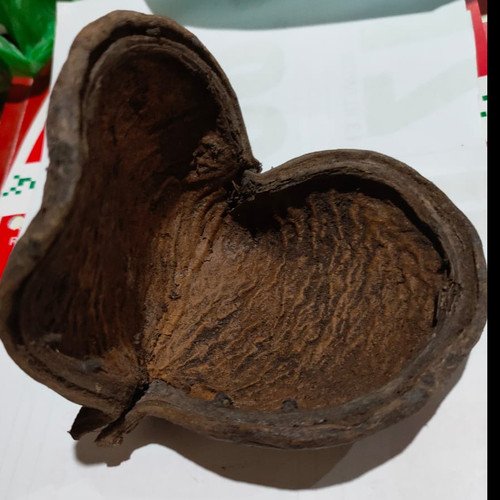 

TERMURAH JANGKANG KEPUH 500 GRAM - HALUMPANG 500 GRAM