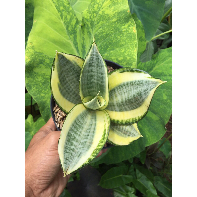 Sansivera pagoda , sansevieria mini , sansevieria golden hahnii