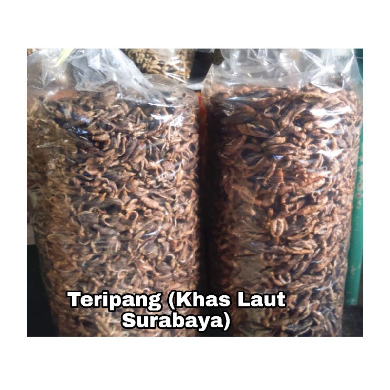 teripang laut