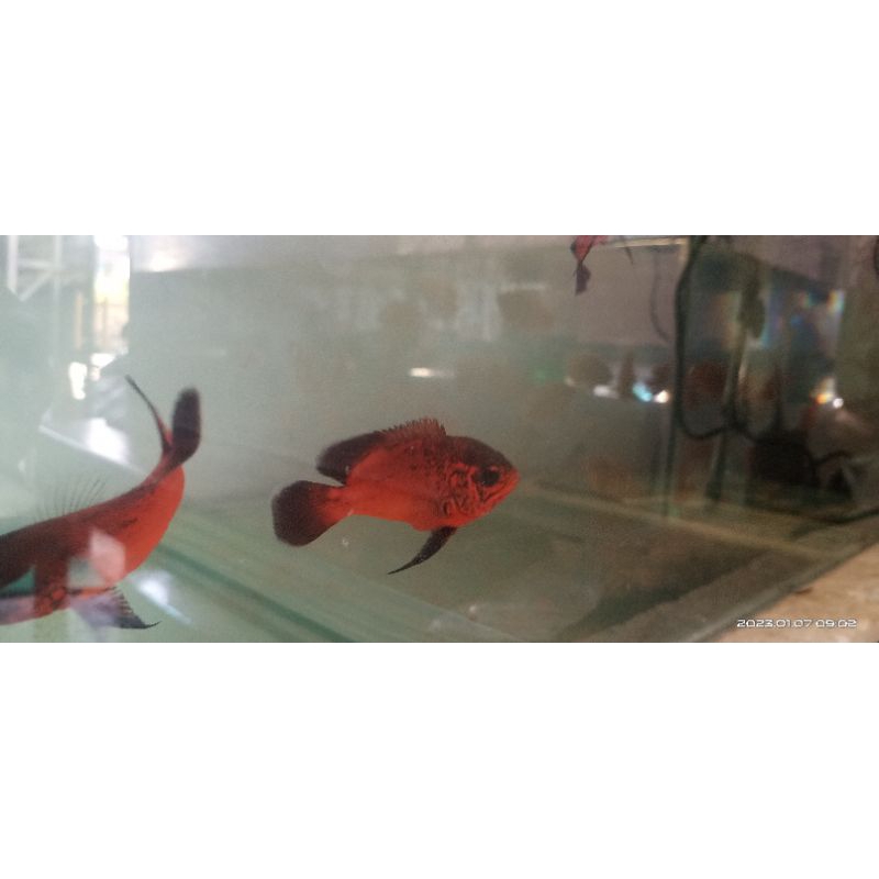 Oscar tembaga red_#supermurah#terpercaya