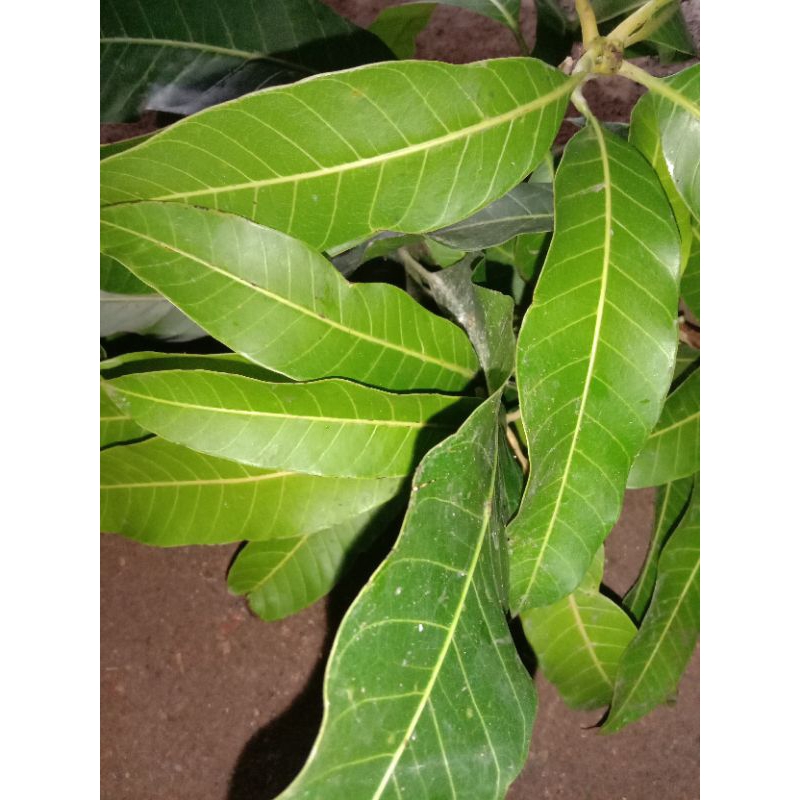 

Daun mangga segar herbal 250 gr