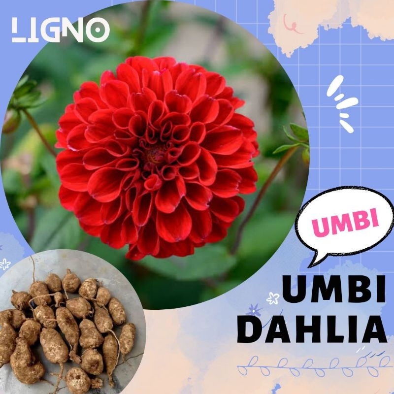 UMBI DAHLIA RED Bibit Bunga