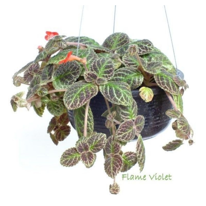 Flame Violet Daun Beludru Episcia Cupreata