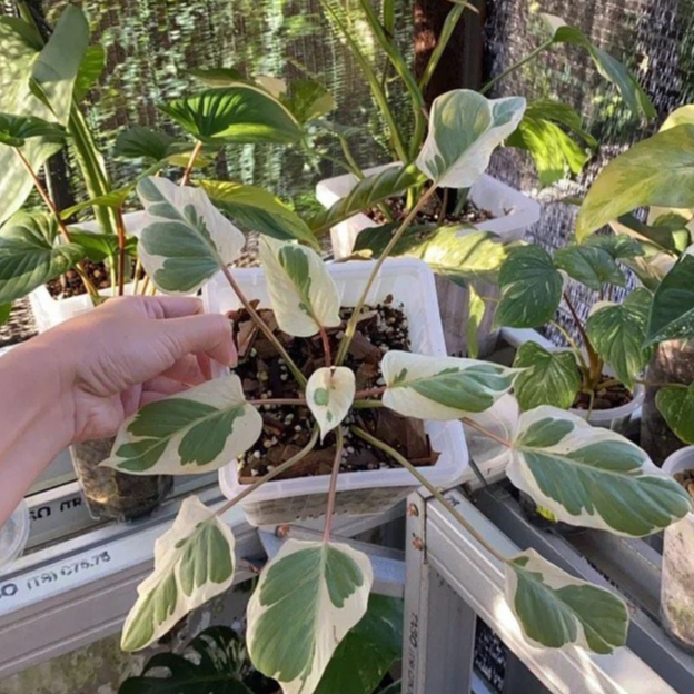 *Promo* Homalomena Marshmellow/Homalomena Rubescans/Homalomena Thai Constellation/Homalomena Varigat