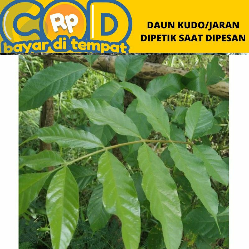 

Daun jaran / jaranan daun kudo untuk obat herbal mata