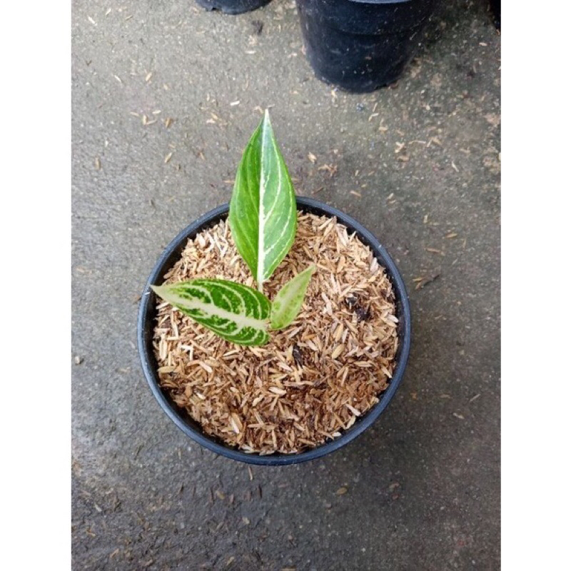 murah aglonema white legacy/bibit aglonema legacy