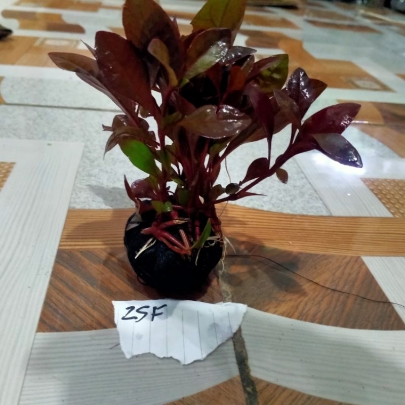 ludwigia red malang media wabikusa aquascape