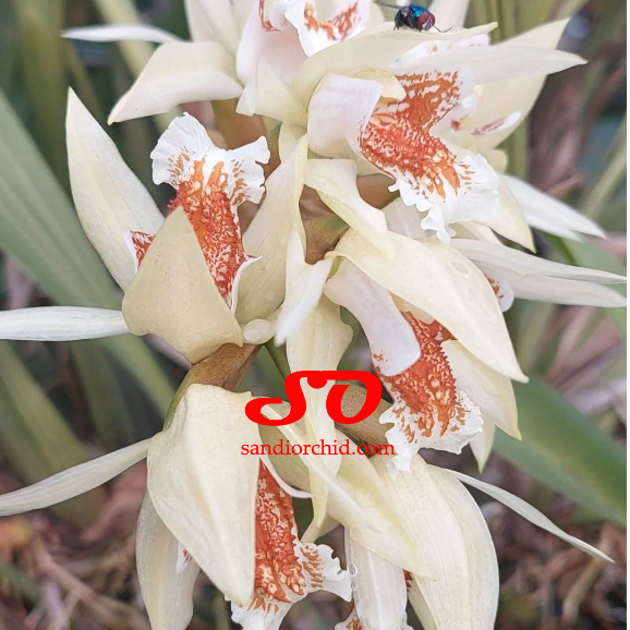 [ DEWASA ] Coelogyne asperata – Anggrek Mutiara Eksotis dari Kalimantan, Siap Berbunga
