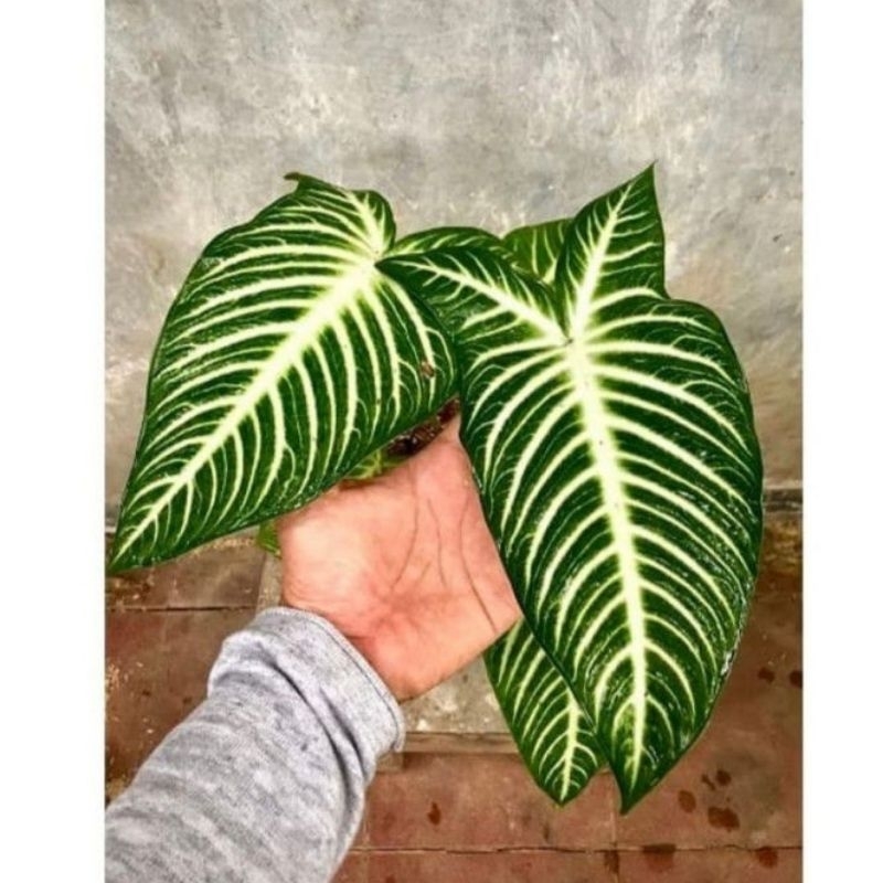 Tanaman hias xanthosoma/keladi xanthosoma/keladi zebra