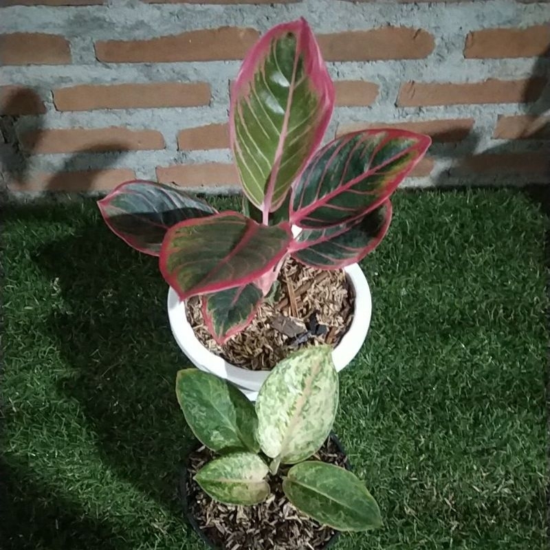 Aglaonema Kanza dan Ayugreen pesanan kak Triari