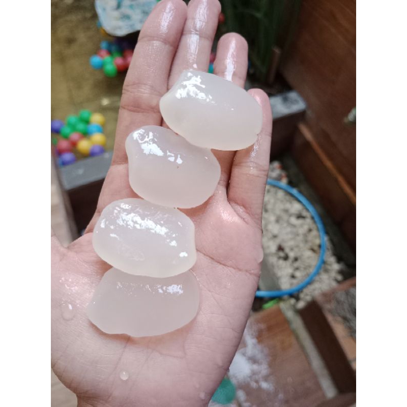 

kolang kaling super bening empuk organik