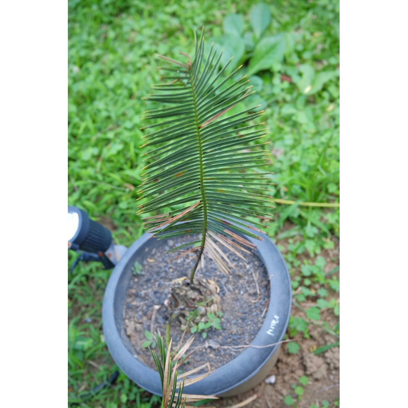 ENCEPHALARTOS CUPIDUS - ence cupidus