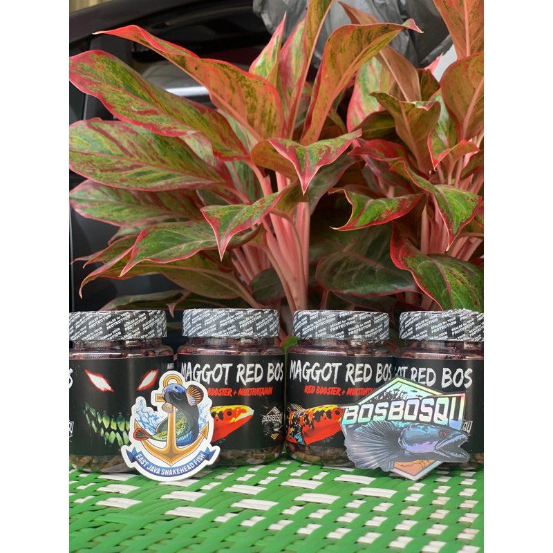 Maggot Red Bos-bos Qu