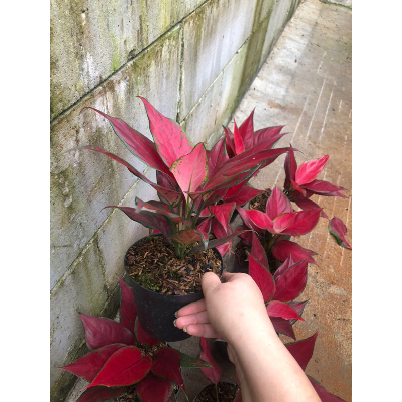 Aglaonema Red King