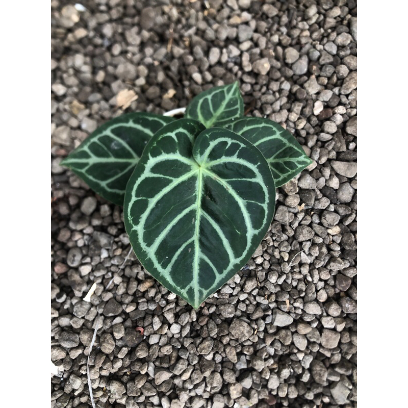 Kuping Gajah Hoffmanii Hybrid