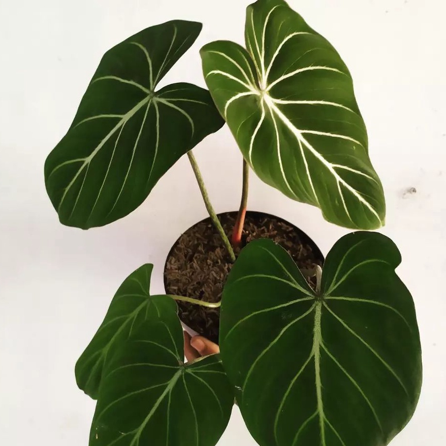 *Promo* Philodendron Gloriosum Dark Form