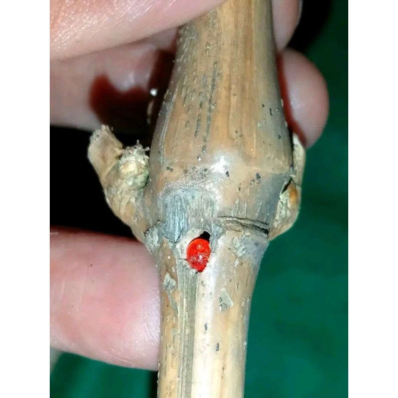 mustika bambu jaminan alami