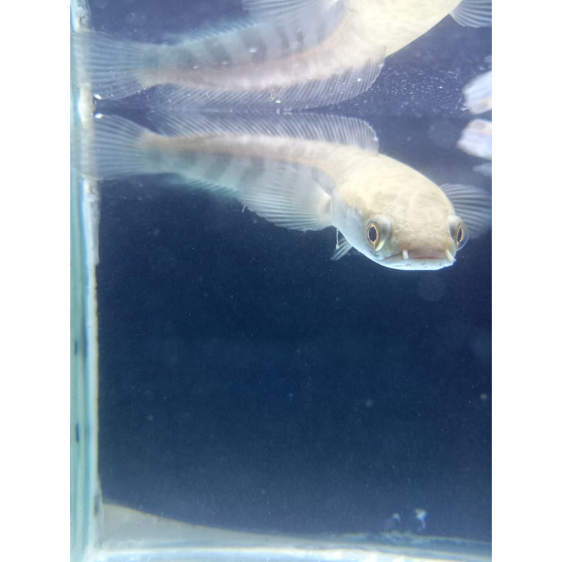 box sterofoam Chana red barito