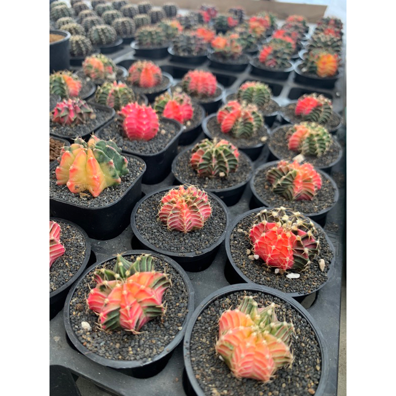 Kaktus Murah G. Lb hybrid varigata