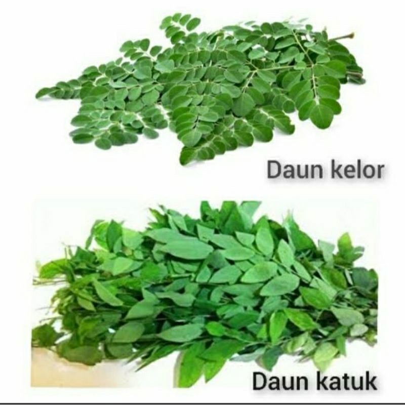 

DAUN KATUK + DAUN KELOR FRESH 200GR DAUN PELANCAR ASI