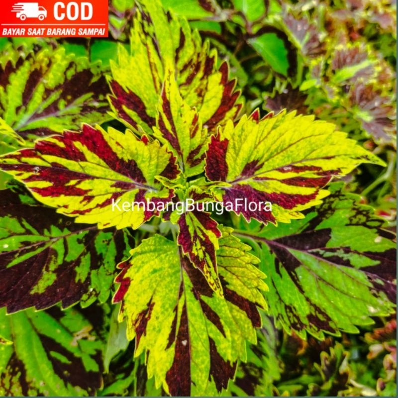 Miana Baret Kuning Cantik Murah/ Miana Premium/ Miana/ Bayam Hias/ Tanaman hias/ Tanaman/ Murah/ Hia