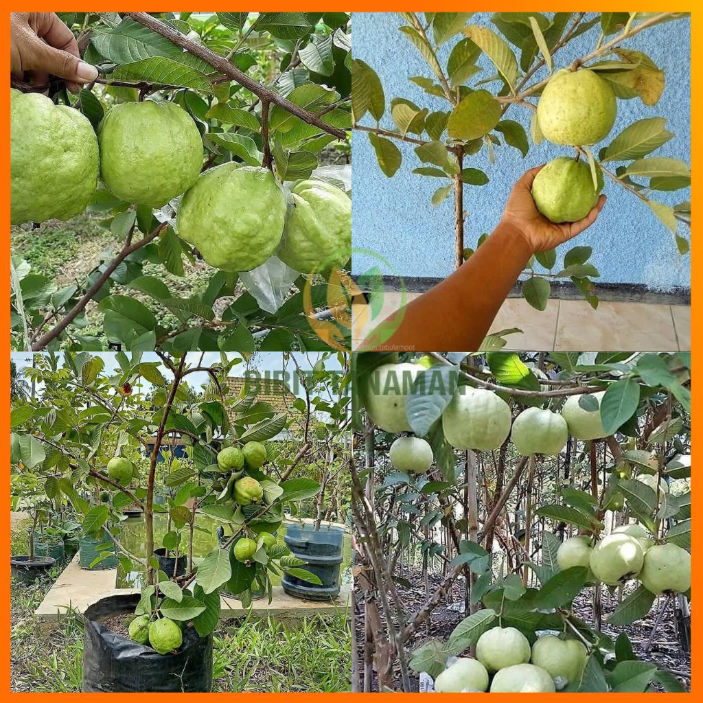 Bibit Jambu Kristal Sudah Berbuah