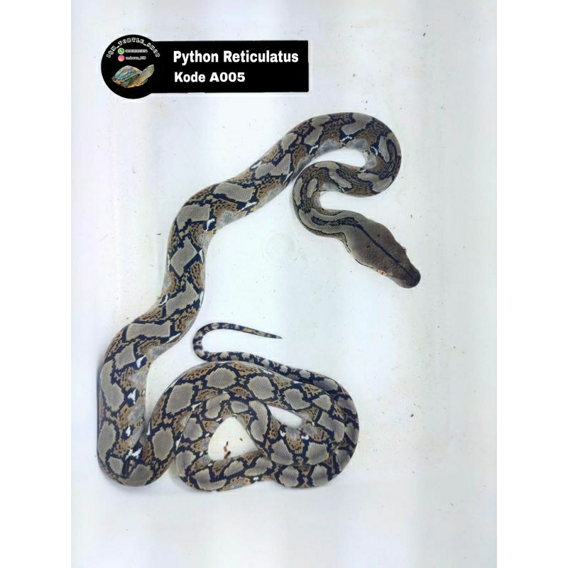 Aksesoris Kandang Retic Baby