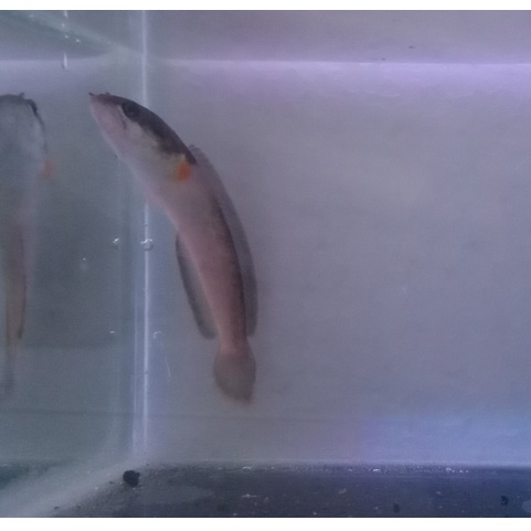 ikan hias ikan channa limbata golden strip ukuran 5-6 cm