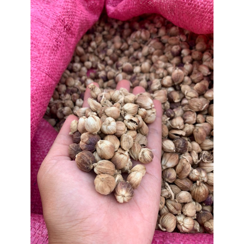 

2kg kapulaga jawa putih bersih