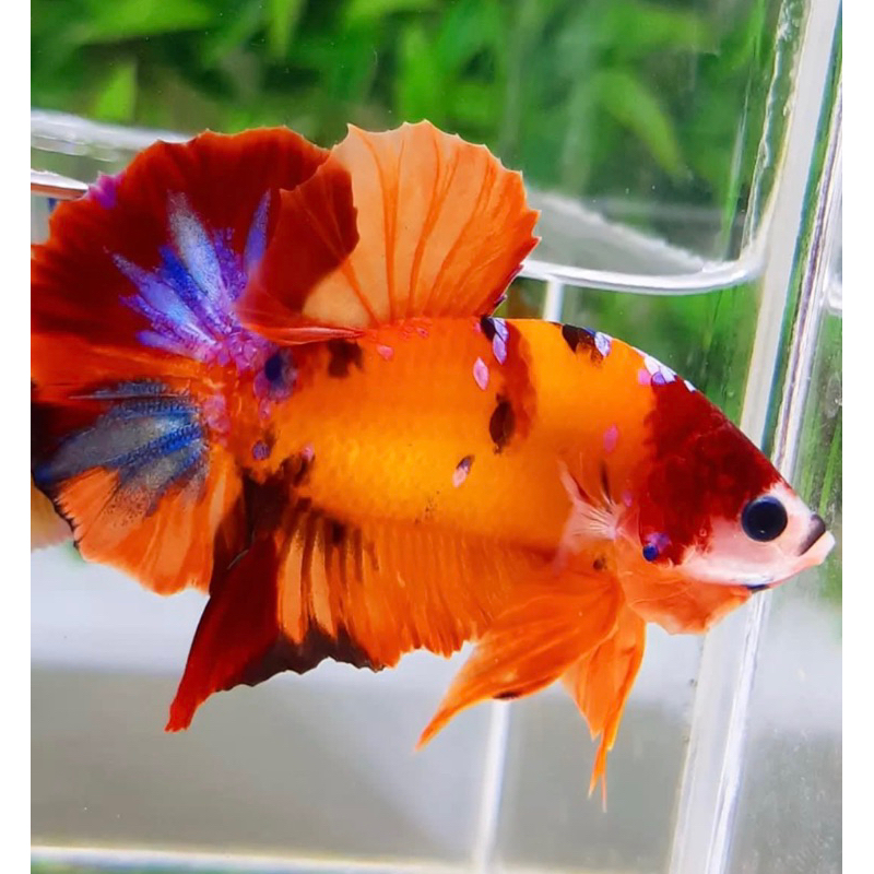 Cupang Plakat Nemo serian