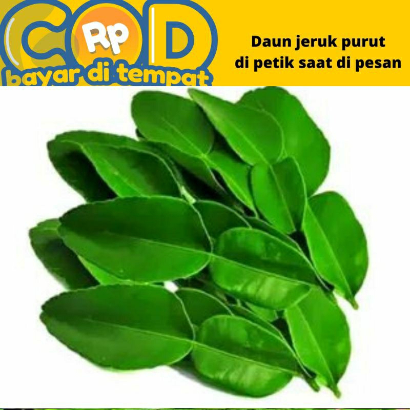 

daun jeruk purut segar perlembar dipetik saat di pesan