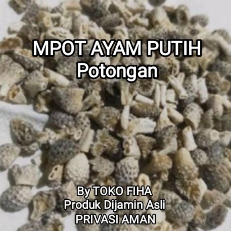 

MPOT AYAM PUTIH ASLI | MPOT PUTIH ALBINO ORIGINAL - per biji potong