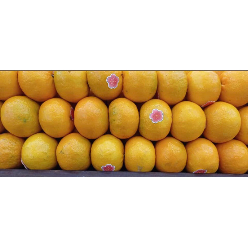 

Jeruk Mikam Sakura Sweet 1 Kg