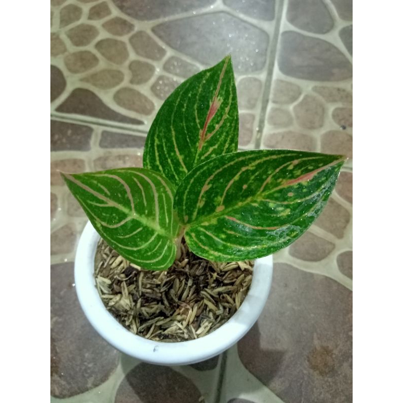 Tanaman hias baby aglonema kresna golden