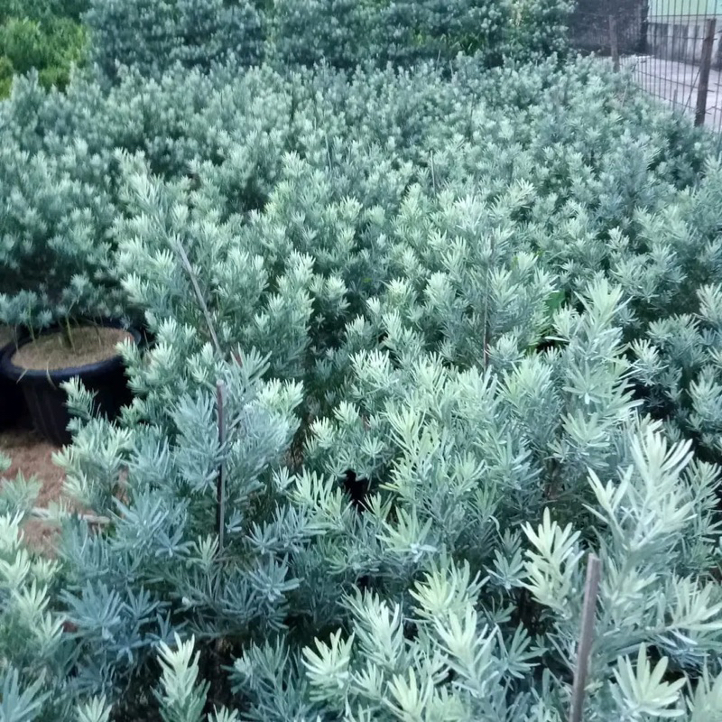 (BISA COD) promo tanaman pohon lohansung blue ice 150cm ke atas - lohansung blue ice original